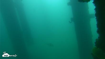 Scripps Pier Underwater Live Webcam - Oct 12, 2026, 10:16am PDT