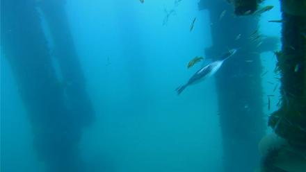 Scripps Pier Underwater Live Webcam - Apr 8, 2026, 7:15am PDT