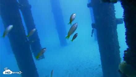 Scripps Pier Underwater Live Webcam - Oct 7, 2026, 12:23pm PDT