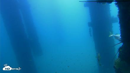 Scripps Pier Underwater Live Webcam - Sep 21, 2026, 11:22am PDT