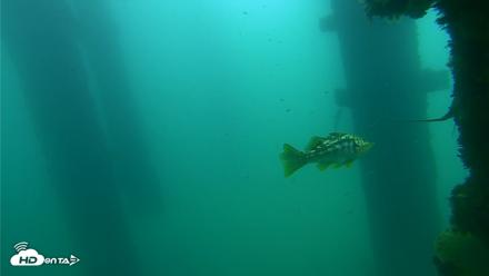 Scripps Pier Underwater Live Webcam - Sep 18, 2026, 10:43am PDT