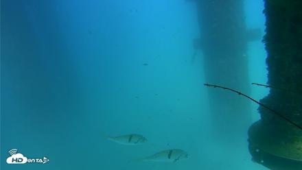 Scripps Pier Underwater Live Webcam - Aug 26, 2026, 3:21pm PDT