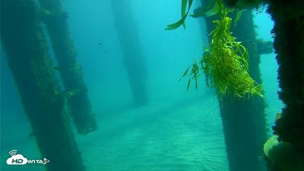 Scripps Pier Underwater Live Webcam - Oct 17, 2026, 11:32am PDT