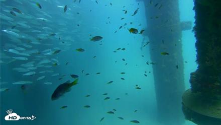 Scripps Pier Underwater Live Webcam - Aug 24, 2026, 2:15pm PDT