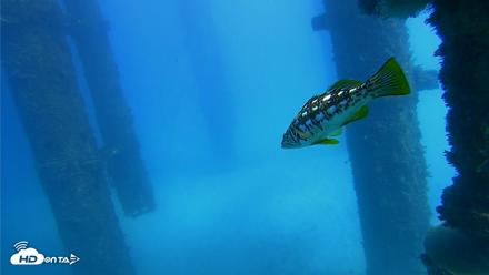 Scripps Pier Underwater Live Webcam - Oct 20, 2026, 1:52pm PDT