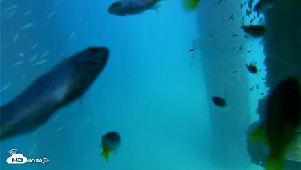 Scripps Pier Underwater Live Webcam - Aug 25, 2026, 3:41pm PDT