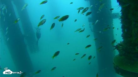 Scripps Pier Underwater Live Webcam - Aug 27, 2026, 7:36am PDT