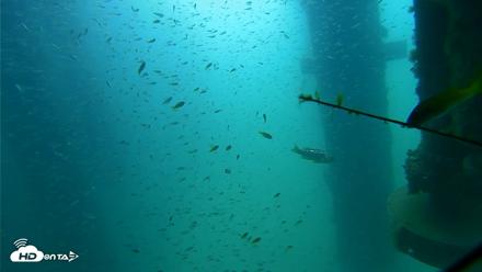 Scripps Pier Underwater Live Webcam - Aug 10, 2026, 10:21am PDT