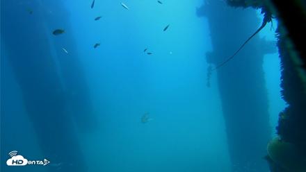 Scripps Pier Underwater Live Webcam - Oct 9, 2026, 12:02pm PDT