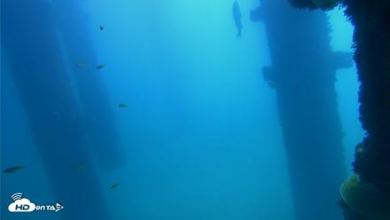 Scripps Pier Underwater Live Webcam - Oct 9, 2026, 11:30am PDT