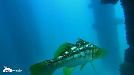Scripps Pier Underwater Live Webcam - Sep 15, 2026, 1:04pm PDT