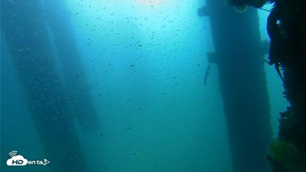Scripps Pier Underwater Live Webcam - Sep 25, 2026, 9:31am PDT