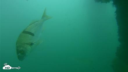 Scripps Pier Underwater Live Webcam - Oct 12, 2026, 5:07pm PDT