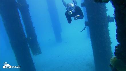 Scripps Pier Underwater Live Webcam - Oct 7, 2026, 12:46pm PDT