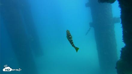 Scripps Pier Underwater Live Webcam - Sep 22, 2026, 2:16pm PDT