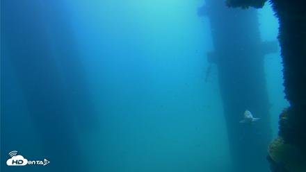 Scripps Pier Underwater Live Webcam - Sep 21, 2026, 11:54am PDT