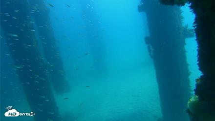 Scripps Pier Underwater Live Webcam - Oct 6, 2026, 12:32pm PDT