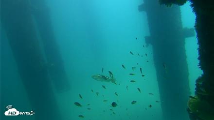Scripps Pier Underwater Live Webcam - Sep 23, 2026, 12:20pm PDT