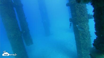 Scripps Pier Underwater Live Webcam - Oct 19, 2026, 4:39pm PDT
