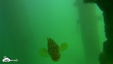 Scripps Pier Underwater Live Webcam - Sep 18, 2026, 2:48pm PDT