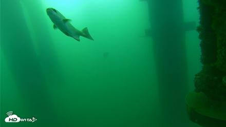 Scripps Pier Underwater Live Webcam - Aug 20, 2026, 7:28am PDT