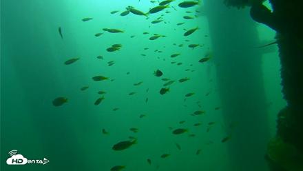 Scripps Pier Underwater Live Webcam - Sep 23, 2026, 9:51am PDT