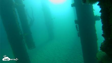 Scripps Pier Underwater Live Webcam - Oct 20, 2026, 8:55am PDT