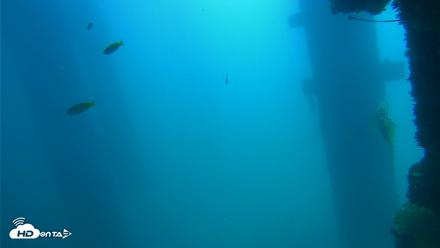Scripps Pier Underwater Live Webcam - Sep 15, 2026, 12:00pm PDT