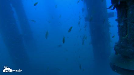 Scripps Pier Underwater Live Webcam - Jul 25, 2026, 7:49pm PDT