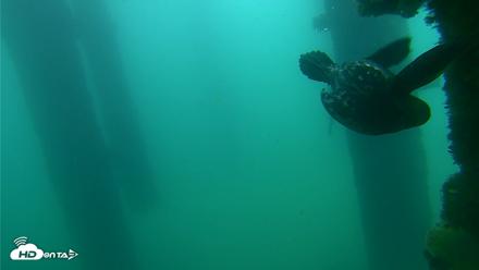 Scripps Pier Underwater Live Webcam - Sep 18, 2026, 7:57am PDT