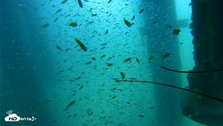 Scripps Pier Underwater Live Webcam - Aug 10, 2026, 10:55am PDT
