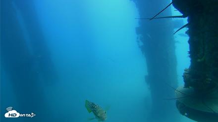Scripps Pier Underwater Live Webcam - Aug 4, 2026, 1:03pm PDT