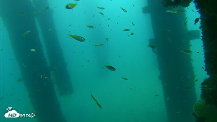 Scripps Pier Underwater Live Webcam - Sep 17, 2026, 7:59am PDT