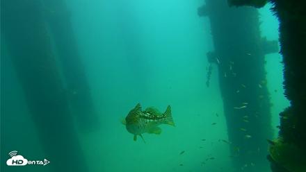 Scripps Pier Underwater Live Webcam - Sep 23, 2026, 12:21pm PDT