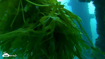 Scripps Pier Underwater Live Webcam - Oct 5, 2026, 7:33am PDT