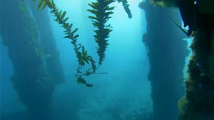 Scripps Pier Underwater Live Webcam - Dec 11, 2025, 7:49am PST