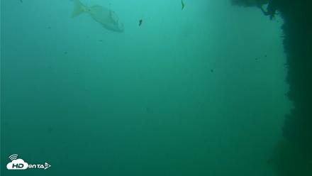 Scripps Pier Underwater Live Webcam - Oct 12, 2026, 2:59pm PDT