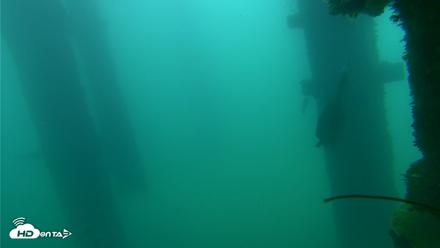 Scripps Pier Underwater Live Webcam - Sep 18, 2026, 7:54am PDT