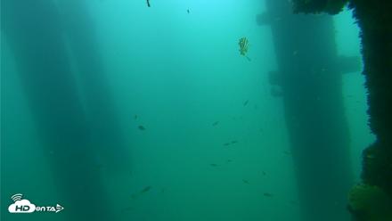 Scripps Pier Underwater Live Webcam - Sep 18, 2026, 10:47am PDT