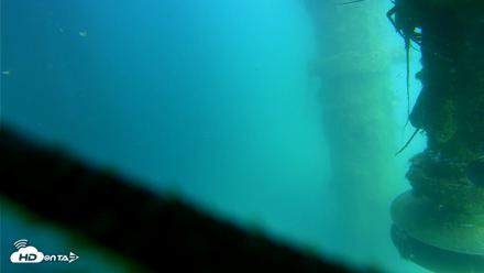 Scripps Pier Underwater Live Webcam - Jul 16, 2026, 3:10pm PDT