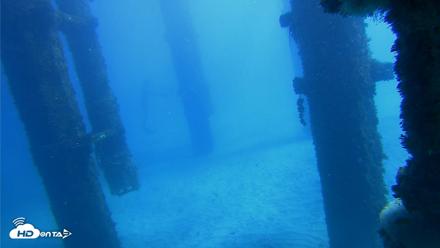 Scripps Pier Underwater Live Webcam - Oct 19, 2026, 12:32pm PDT