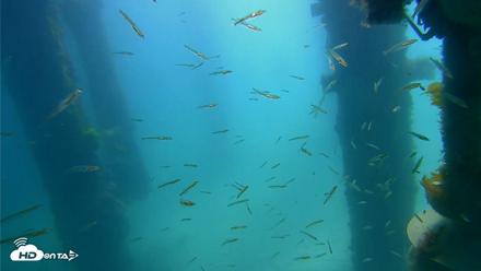 Scripps Pier Underwater Live Webcam - Apr 12, 2026, 11:05am PDT