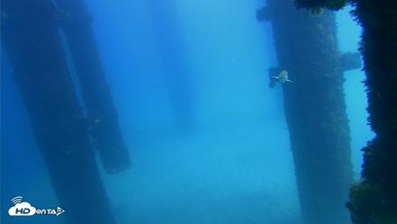 Scripps Pier Underwater Live Webcam - Sep 25, 2026, 1:23pm PDT