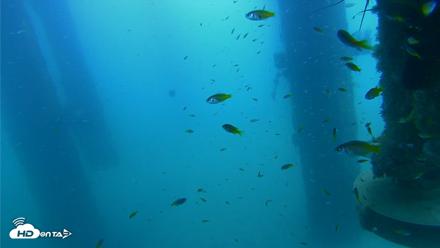 Scripps Pier Underwater Live Webcam - Aug 14, 2026, 10:30am PDT