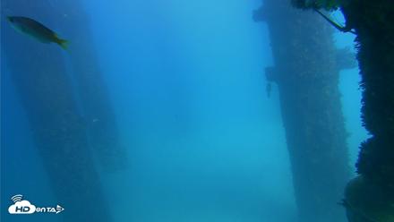 Scripps Pier Underwater Live Webcam - Oct 9, 2026, 2:51pm PDT