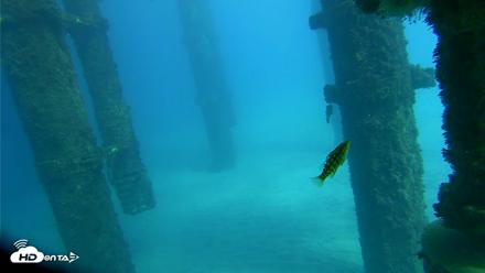 Scripps Pier Underwater Live Webcam - Oct 17, 2026, 2:37pm PDT