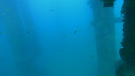 Scripps Pier Underwater Live Webcam - Apr 7, 2026, 5:51pm PDT