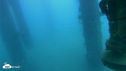 Scripps Pier Underwater Live Webcam - Jul 31, 2026, 8:44am PDT