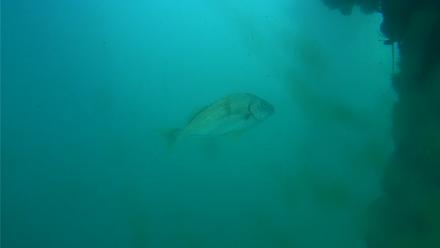 Scripps Pier Underwater Live Webcam - Oct 28, 2025, 2:05pm PDT