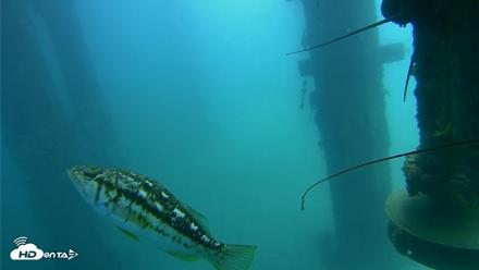 Scripps Pier Underwater Live Webcam - Aug 4, 2026, 12:05pm PDT
